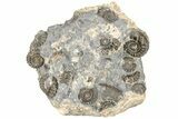 Ammonite (Promicroceras) Cluster - Marston Magna, England #216639-1